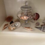 Cathie's Collections - Seashells (Cathie's Grandmother's Collection, Nokomis Florida - 1950s) Large