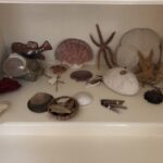 Cathie's Collections - Seashells and Coral, Etc. Large