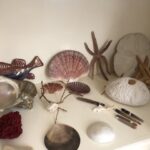 Cathie's collections - Seashells, Etc. Medium