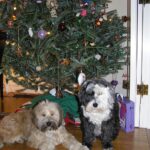 Christmas - Mackie and Ally under the Tree Large