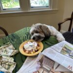 Dogs - Leo Helping Himself to Cathie's Lunch Medium