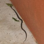 Travel - Cathie's Juvenile Fer de Lance (Very Poisonous) She Found at Machaca Hill Lodge in Belize on the Way Back to Our Cabana at Dinner Time Medium